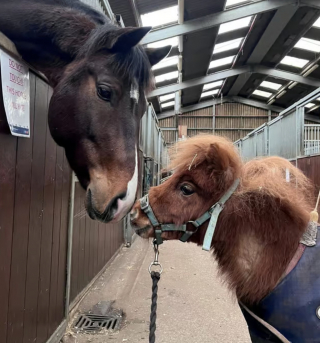 Illustration de l'article : Un poney Shetland miniature retrouv&eacute; dans un &eacute;tat critique est sauv&eacute; gr&acirc;ce &agrave; des soins v&eacute;t&eacute;rinaires intensifs (vid&eacute;o)