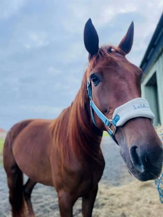 Illustration de l'article : &laquo; Elle avait toute une vie devant elle &raquo;, sauv&eacute; d'un abattoir ill&eacute;gal, cet ancien cheval de course est finalement adopt&eacute;