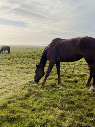 Illustration de l'article : &laquo; Elle avait toute une vie devant elle &raquo;, sauv&eacute; d'un abattoir ill&eacute;gal, cet ancien cheval de course est finalement adopt&eacute;