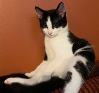 Illustration de l'article : Ils retrouvent leur chat de 10 mois enterr&eacute; vivant chez le voisin et pr&eacute;viennent les gendarmes qui le sauvent