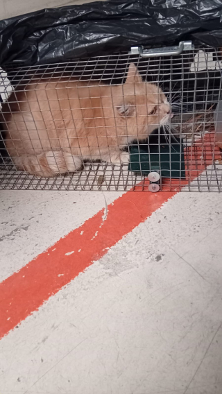 Illustration de l'article : Les pompiers de Toulouse lib&egrave;rent un chat errant coinc&eacute; pendant une semaine dans un parking souterrain