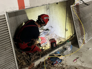 Illustration de l'article : Les pompiers de Toulouse lib&egrave;rent un chat errant coinc&eacute; pendant une semaine dans un parking souterrain