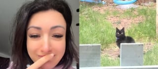 Illustration de l'article : Un chat s&eacute;nior r&eacute;appara&icirc;t dans le jardin de son ancienne propri&eacute;taire 7 ans apr&egrave;s avoir fugu&eacute;