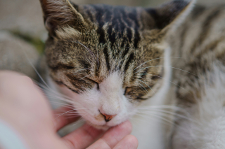 Illustration de l'article : Physiologie f&eacute;line : des chercheurs r&eacute;solvent enfin le myst&egrave;re anatomique du ronronnement