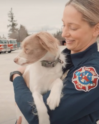 Illustration de l'article : Un chiot errant bless&eacute; se r&eacute;fugie dans une caserne et l'un des pompiers devient sa famille d'accueil