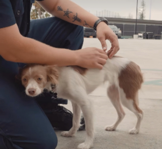 Illustration de l'article : Un chiot errant bless&eacute; se r&eacute;fugie dans une caserne et l'un des pompiers devient sa famille d'accueil