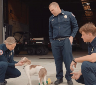 Illustration de l'article : Un chiot errant bless&eacute; se r&eacute;fugie dans une caserne et l'un des pompiers devient sa famille d'accueil