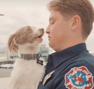 Illustration de l'article : Un chiot errant bless&eacute; se r&eacute;fugie dans une caserne et l'un des pompiers devient sa famille d'accueil