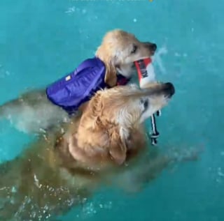 Illustration de l'article : Ravi d'avoir enfin une petite soeur, ce Golden Retriever lui apprend &agrave; nager avec enthousiasme (vid&eacute;o)
