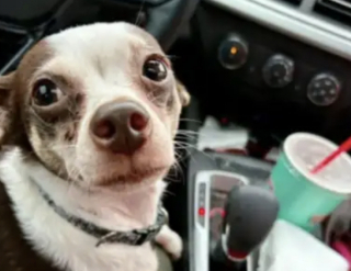 Illustration de l'article : Abandonn&eacute; dans un cimeti&egrave;re avec son panier, un Chihuahua d&rsquo;abord m&eacute;fiant se r&eacute;fugie dans les bras de sa sauveteuse