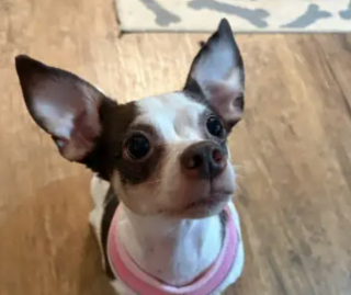 Illustration de l'article : Abandonn&eacute; dans un cimeti&egrave;re avec son panier, un Chihuahua d&rsquo;abord m&eacute;fiant se r&eacute;fugie dans les bras de sa sauveteuse