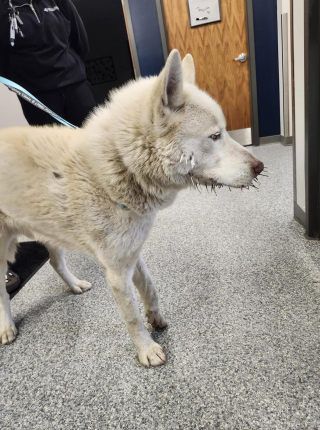 Illustration de l'article : La police prend en charge un Husky abandonn&eacute; car bless&eacute; par des piquants de porc-&eacute;pic, le soigne et lui trouve un nouveau foyer