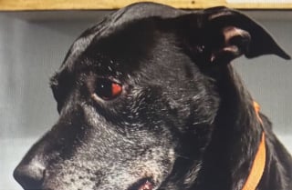 Illustration de l'article : Un &laquo; &eacute;ducateur &raquo; blesse gravement un chien en utilisant une perche de capture lors d&rsquo;un entra&icirc;nement, l&rsquo;animal est sauv&eacute; par une op&eacute;ration