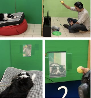 Απεικόνιση του άρθρου: Μια πρόσφατη επιστημονική μελέτη αποδεικνύει επίσημα ότι οι σκύλοι καταλαβαίνουν πραγματικά το νόημα των προφορικών σας λέξεων