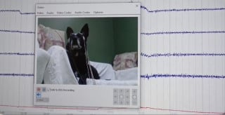 Απεικόνιση του άρθρου: Μια πρόσφατη επιστημονική μελέτη αποδεικνύει επίσημα ότι οι σκύλοι καταλαβαίνουν πραγματικά το νόημα των προφορικών σας λέξεων