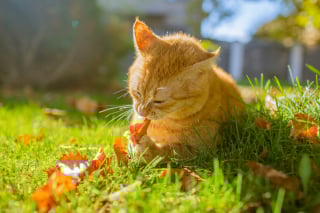 Illustration de l'article : Pourquoi votre chat vous ram&egrave;ne-t-il ses jouets ou ses proies ? D&eacute;cryptage