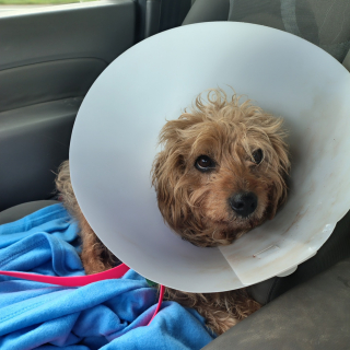 Illustration de l'article : Sortie de fourri&egrave;re et atteinte de 3 tumeurs, cette petite chienne cherche une famille d'accueil proche d'Angers