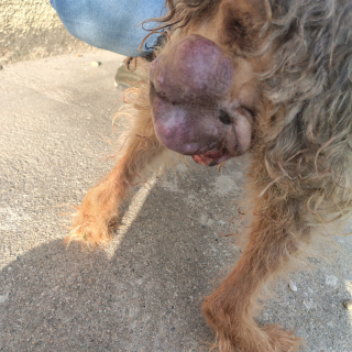 Illustration de l'article : Sortie de fourri&egrave;re et atteinte de 3 tumeurs, cette petite chienne cherche une famille d'accueil proche d'Angers