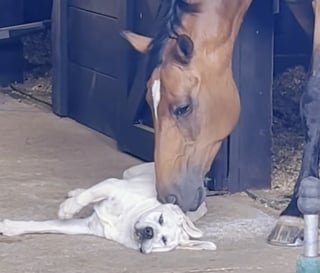 Illustration de l'article : Un cheval t&eacute;moigne son affection &agrave; un Labrador par de d&eacute;licats mordillements (vid&eacute;o)