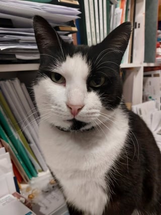 Illustration de l'article : &laquo; Devenu le chat de tout le monde &raquo;, ce chat errant d'Albert (80) dans la Somme voit les commer&ccedil;ants se cotiser pour payer son op&eacute;ration dentaire