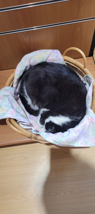 Illustration de l'article : &laquo; Devenu le chat de tout le monde &raquo;, ce chat errant d'Albert (80) dans la Somme voit les commer&ccedil;ants se cotiser pour payer son op&eacute;ration dentaire