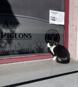 Illustration de l'article : &laquo; Devenu le chat de tout le monde &raquo;, ce chat errant d'Albert (80) dans la Somme voit les commer&ccedil;ants se cotiser pour payer son op&eacute;ration dentaire