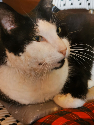 Illustration de l'article : &laquo; Devenu le chat de tout le monde &raquo;, ce chat errant d'Albert (80) dans la Somme voit les commer&ccedil;ants se cotiser pour payer son op&eacute;ration dentaire