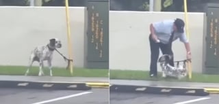 Illustration de l'article : Un croisé Dalmatien abandonné et attaché à un poteau trouve enfin un foyer grâce à un reportage télévisé