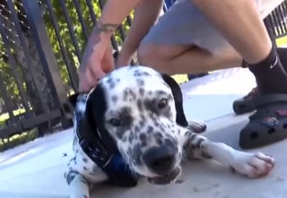 Illustration de l'article : Un croisé Dalmatien abandonné et attaché à un poteau trouve enfin un foyer grâce à un reportage télévisé