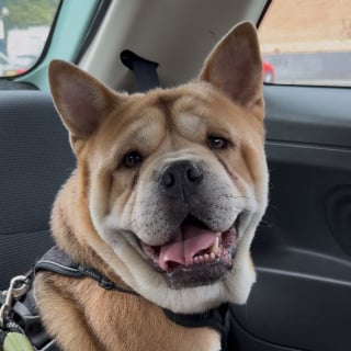 Illustration de l'article : Un chien adopt&eacute; en refuge accepte enfin de rentrer dans sa nouvelle maison apr&egrave;s six mois d'attente (vid&eacute;o)