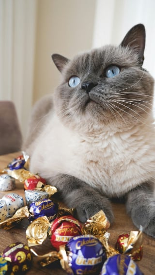 Illustration de l'article : 5 erreurs à éviter au printemps lorsqu’on possède un animal de compagnie