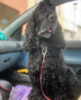 Illustration de l'article : Abandonn&eacute; 6 fois en un an, ce Cocker est enfin adopt&eacute; pour de bon et aim&eacute; &agrave; sa juste valeur