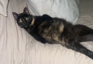 Illustration de l'article : Une vid&eacute;o montre les postures de soulagement adopt&eacute;es par une chatte &eacute;caille de tortue en fin de gestation