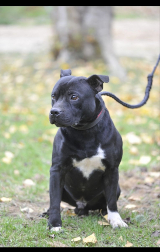Illustration de l'article : Sauv&eacute; d'un balcon o&ugrave; il &eacute;tait enferm&eacute; en permanence sans eau ni nourriture, ce Staffie cherche des adoptants aimants