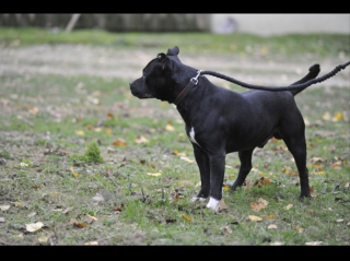 Illustration de l'article : Sauv&eacute; d'un balcon o&ugrave; il &eacute;tait enferm&eacute; en permanence sans eau ni nourriture, ce Staffie cherche des adoptants aimants