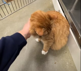 Illustration de l'article : Ce chat au regard triste arriv&eacute; au refuge apr&egrave;s le divorce de ses ma&icirc;tres va &ecirc;tre adopt&eacute; gr&acirc;ce &agrave; une vid&eacute;o