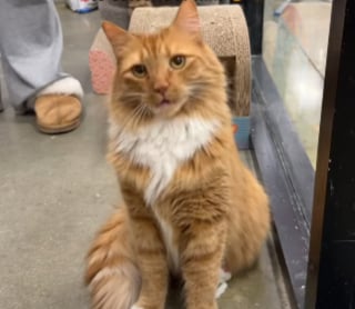 Illustration de l'article : Ce chat au regard triste arriv&eacute; au refuge apr&egrave;s le divorce de ses ma&icirc;tres va &ecirc;tre adopt&eacute; gr&acirc;ce &agrave; une vid&eacute;o