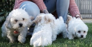 Illustration de l'article : Une &eacute;ducatrice accueille une chienne Bichon Maltais 2 heures apr&egrave;s sa mise bas et lui promet de faire d&eacute;couvrir le monde &agrave; ses chiots