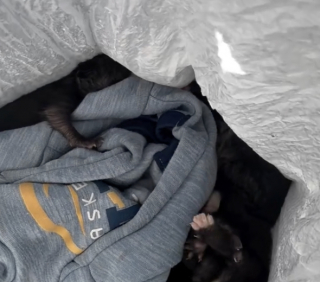 Illustration de l'article : Une femme entend des miaulements et se rend compte que 4 chatons ont été enfermés dans un sac poubelle