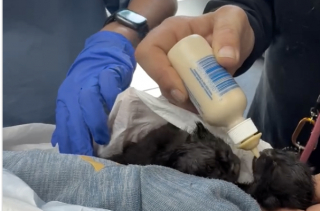 Illustration de l'article : Une femme entend des miaulements et se rend compte que 4 chatons ont été enfermés dans un sac poubelle