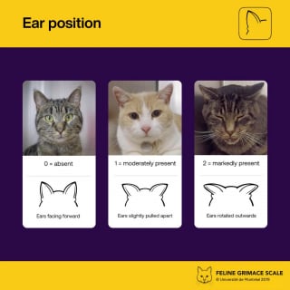 Illustration de l'article : &Eacute;valuation de la douleur f&eacute;line : une &eacute;quipe v&eacute;t&eacute;rinaire invente une m&eacute;thode visuelle fiable pour savoir si votre chat souffre en silence