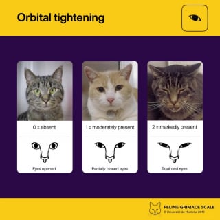 Illustration de l'article : &Eacute;valuation de la douleur f&eacute;line : une &eacute;quipe v&eacute;t&eacute;rinaire invente une m&eacute;thode visuelle fiable pour savoir si votre chat souffre en silence
