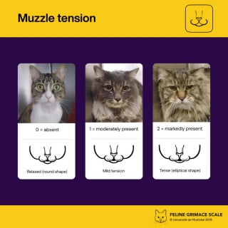 Illustration de l'article : &Eacute;valuation de la douleur f&eacute;line : une &eacute;quipe v&eacute;t&eacute;rinaire invente une m&eacute;thode visuelle fiable pour savoir si votre chat souffre en silence