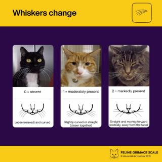 Illustration de l'article : &Eacute;valuation de la douleur f&eacute;line : une &eacute;quipe v&eacute;t&eacute;rinaire invente une m&eacute;thode visuelle fiable pour savoir si votre chat souffre en silence