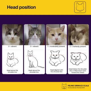 Illustration de l'article : &Eacute;valuation de la douleur f&eacute;line : une &eacute;quipe v&eacute;t&eacute;rinaire invente une m&eacute;thode visuelle fiable pour savoir si votre chat souffre en silence