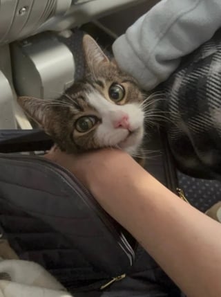 Illustration de l'article : 2 sœurs traversent les Etats Unis pour capturer et rapatrier leur chat perdu lors d'un déménagement