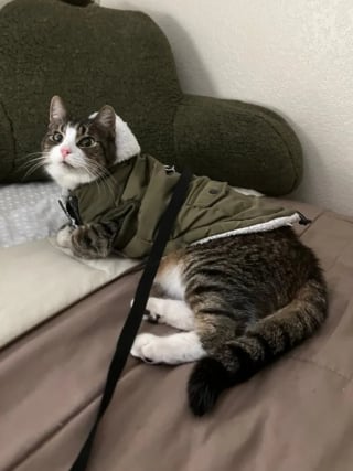 Illustration de l'article : 2 sœurs traversent les Etats Unis pour capturer et rapatrier leur chat perdu lors d'un déménagement