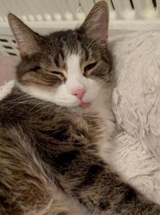 Illustration de l'article : 2 sœurs traversent les Etats Unis pour capturer et rapatrier leur chat perdu lors d'un déménagement