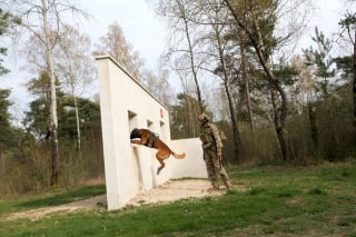 The army is evolving the training of its military dogs to improve their well