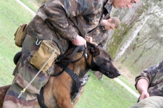 Illustration de l'article : L&rsquo;arm&eacute;e fait &eacute;voluer la formation de ses chiens militaires pour am&eacute;liorer leur bien-&ecirc;tre (vid&eacute;o)
